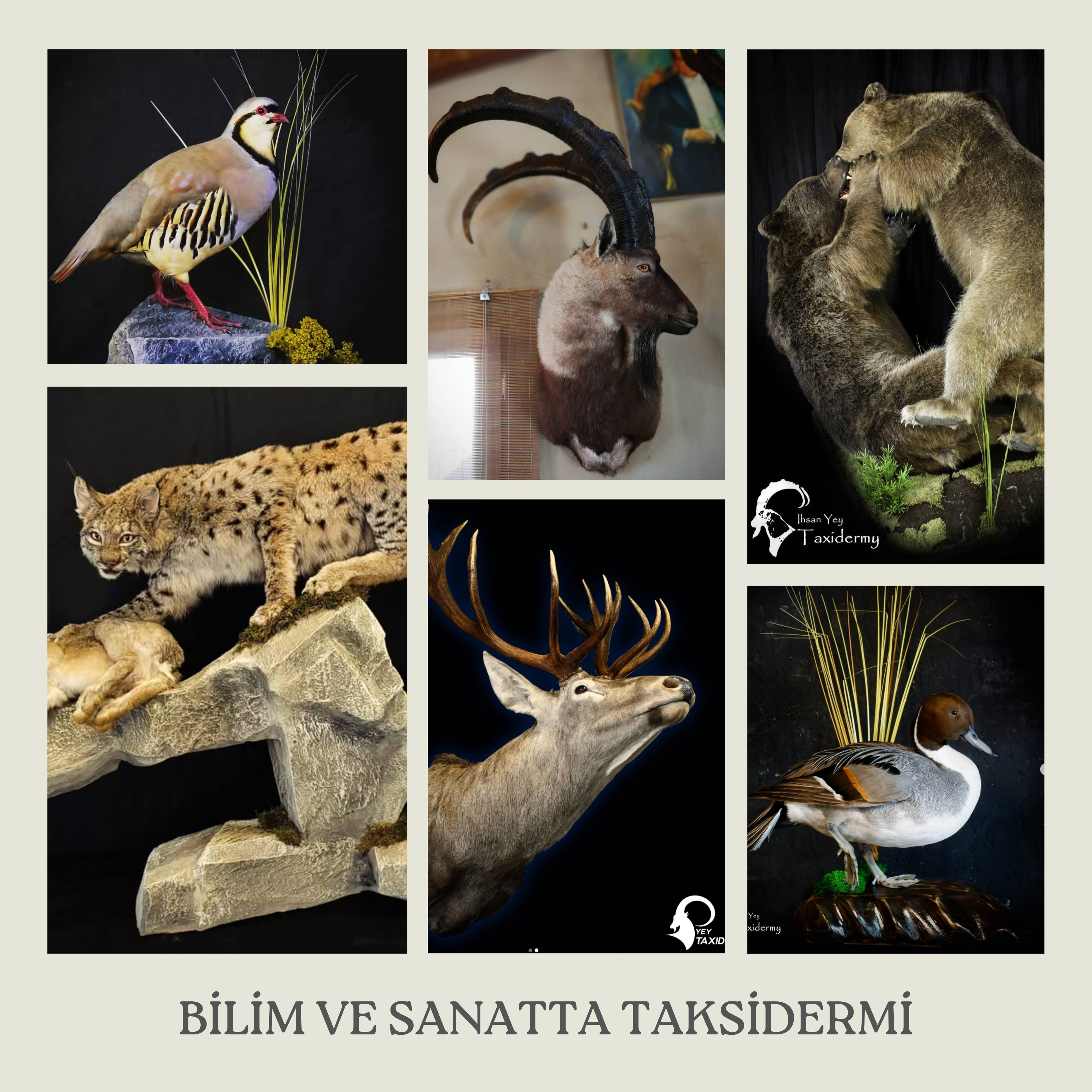 Bilim ve Sanatta Taksidermi