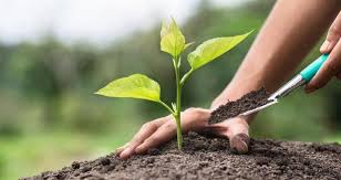 Fidan Dikim Etkinliği